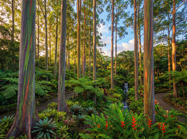 四虎视频植物视频教程