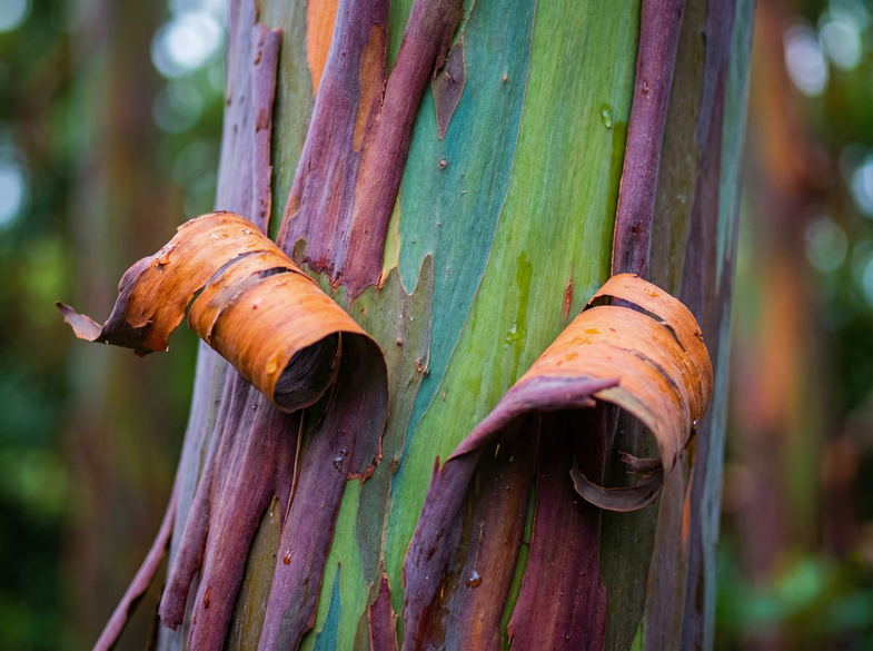 四虎视频植物MV视频