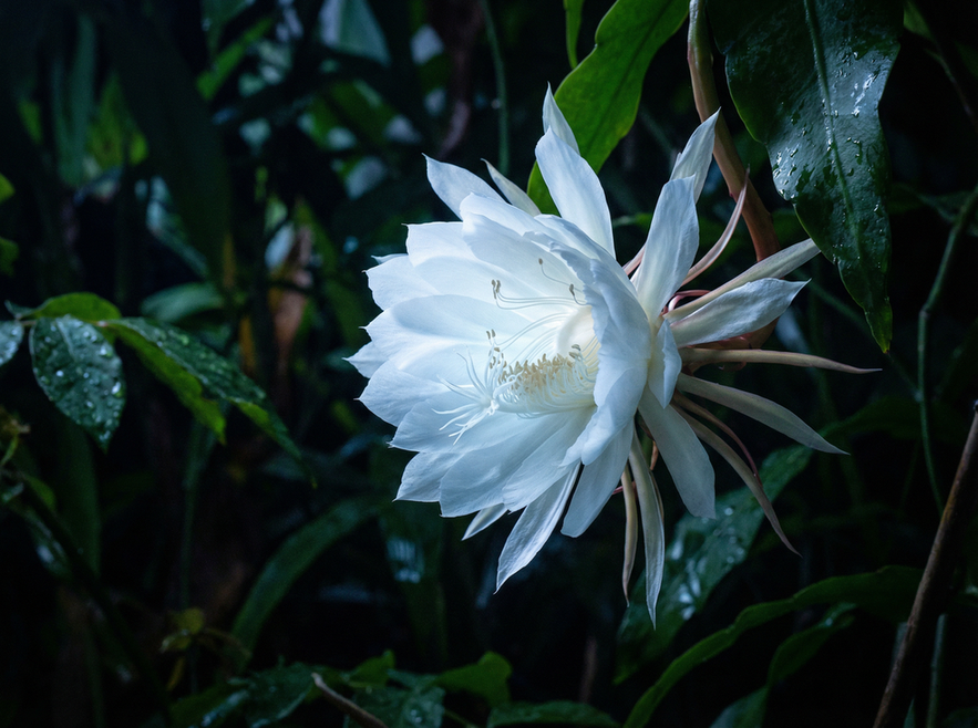 四虎视频植物短视频